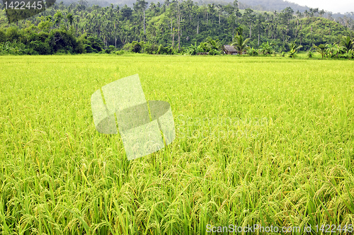 Image of Ricefield