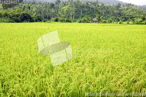 Image of Ricefield