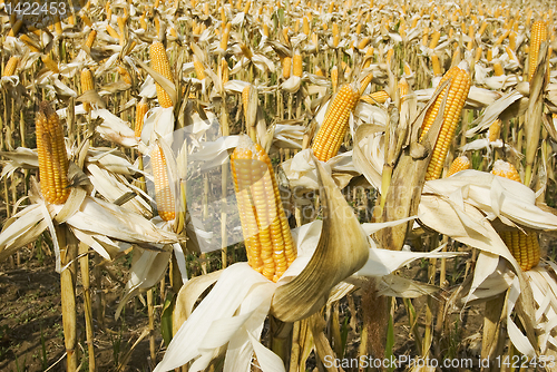 Image of Corn