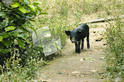 Image of Lone Pig