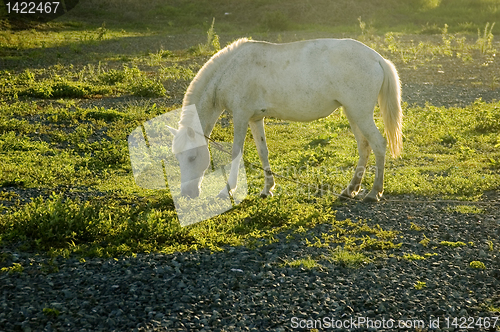 Image of White Horse