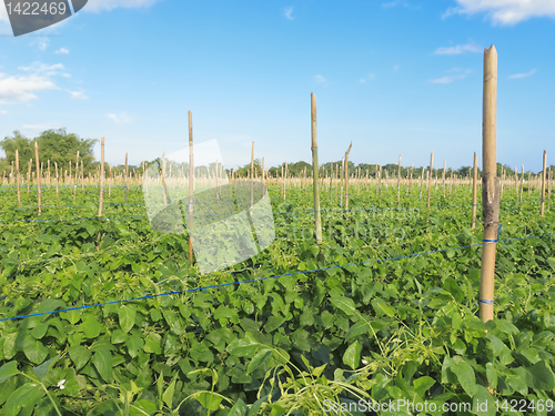 Image of Vegetable Farm