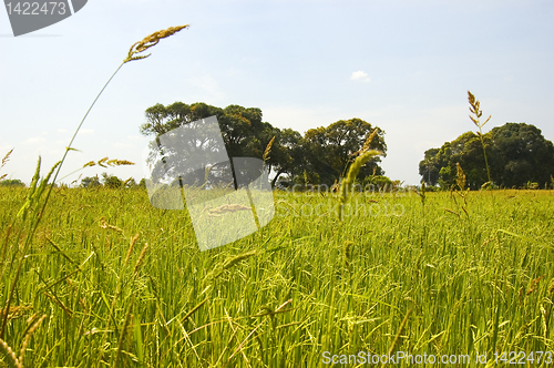 Image of Weed on Ricefield