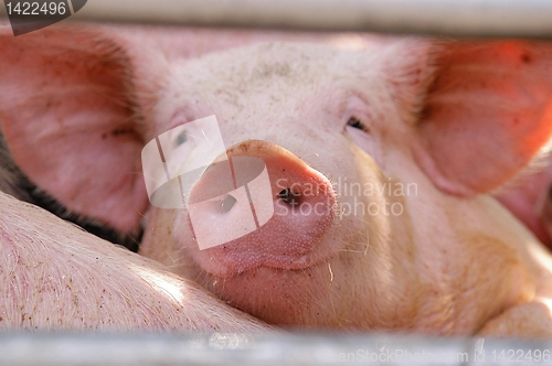 Image of Swine