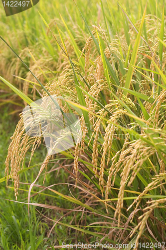 Image of Rice Stalks