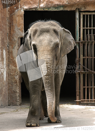 Image of Zoo Elephant