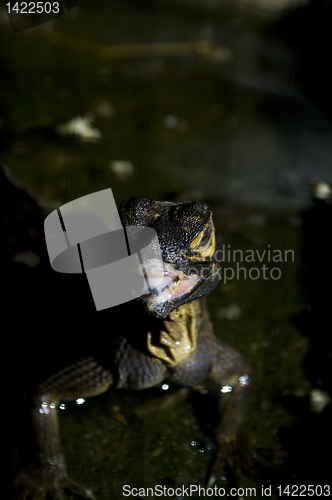 Image of Monitor Lizard