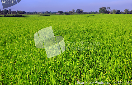 Image of Ricefield