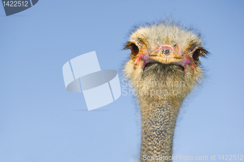 Image of Ostrich