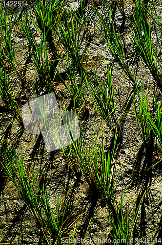 Image of Ricefield