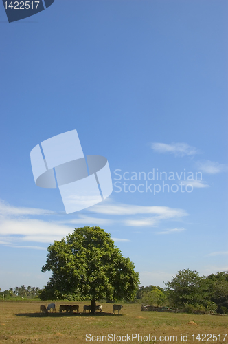 Image of Cows in shade