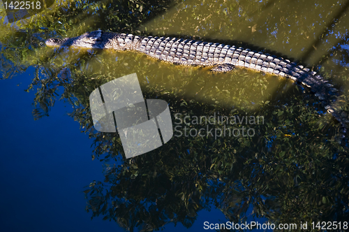 Image of Crocodile