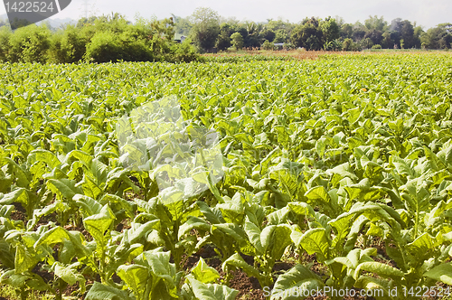 Image of Tobacco Plantation