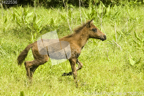 Image of Foal