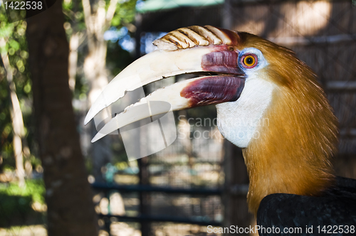 Image of Hornbill