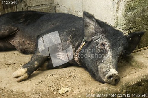 Image of Black Pig Resting