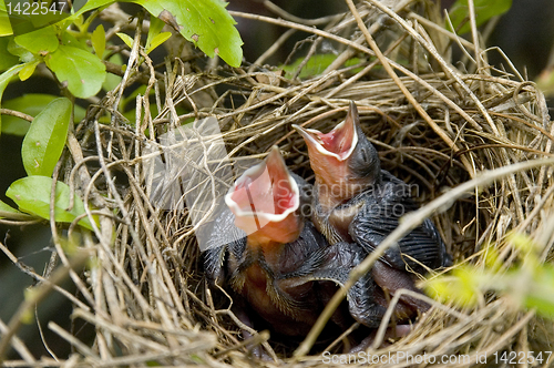 Image of Baby Birds