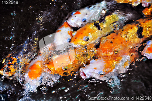 Image of Koi Fish