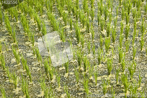 Image of Rice Paddy