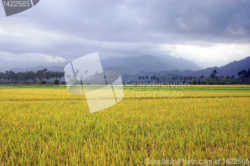 Image of Ricefield