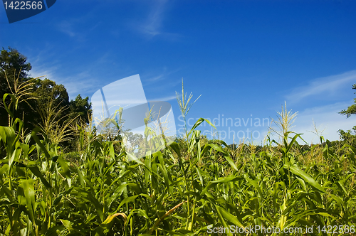 Image of Corn Plantation