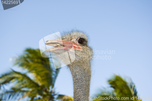 Image of Ostrich