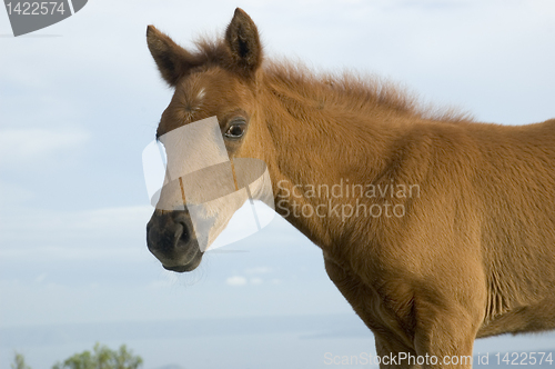 Image of Foal