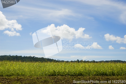 Image of Corn Crop