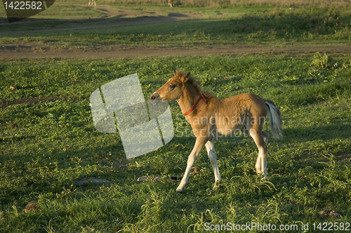 Image of Foal