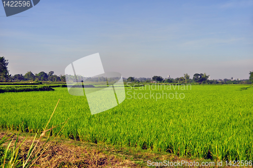 Image of Ricefield