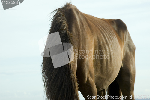 Image of Brown Horse