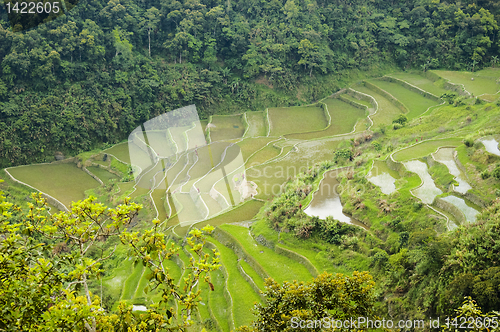 Image of Rice Paddies