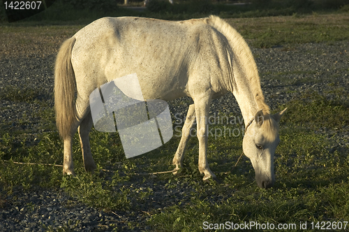 Image of White Horse