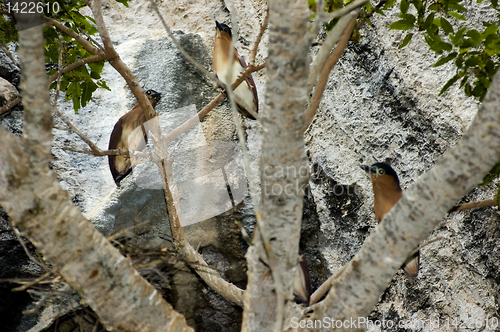 Image of Night Heron