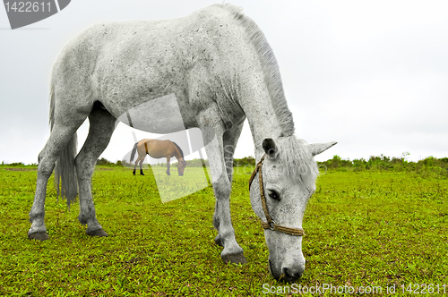 Image of White Horse