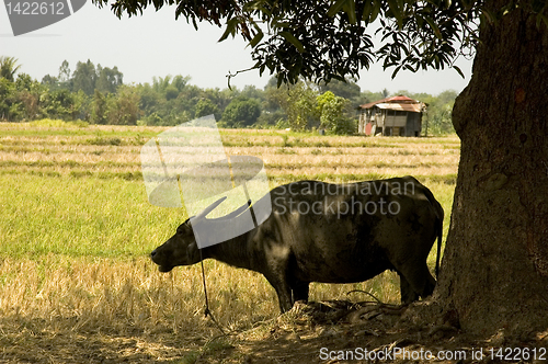 Image of Carabao