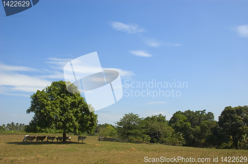 Image of Cows in the shade