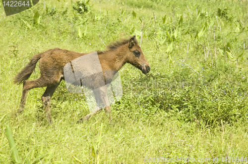 Image of Foal