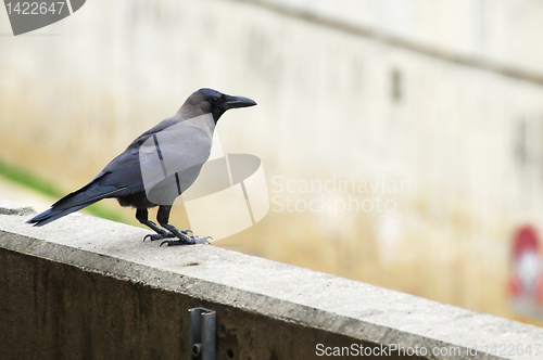 Image of Crow