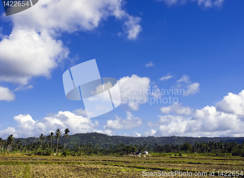 Image of Ricefield