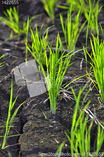 Image of Ricefield