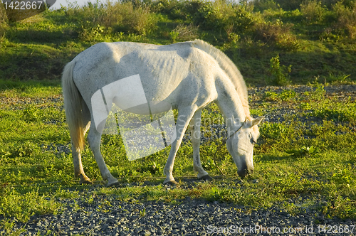 Image of White Horse