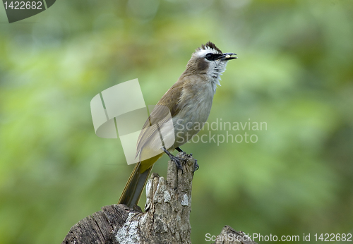 Image of Bird