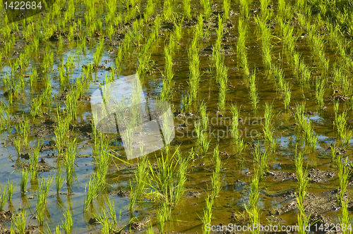 Image of Rice Paddy