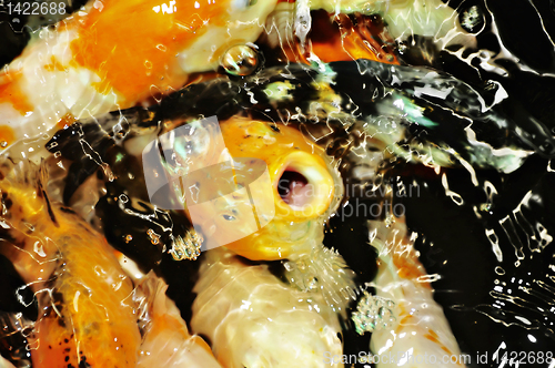 Image of Koi Fish