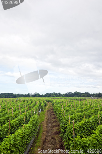 Image of Vegetable Farm