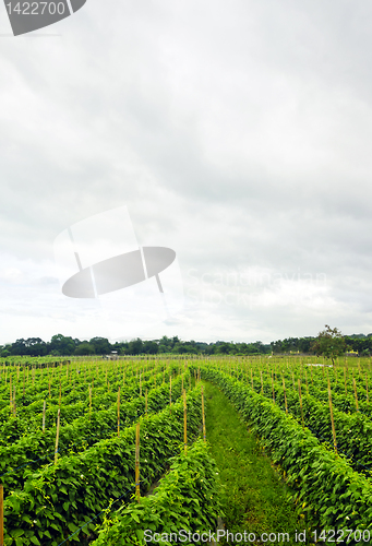 Image of Vegetable Farm