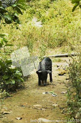 Image of Lone Pig