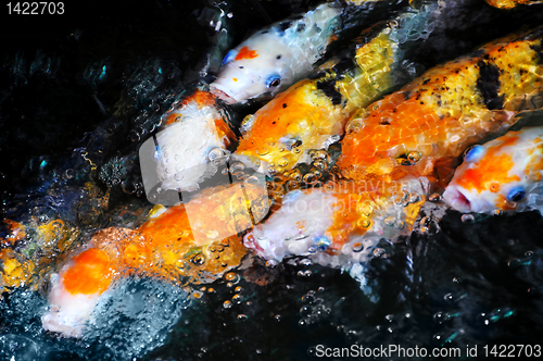 Image of Koi Fish