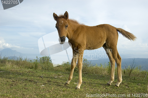 Image of Foal